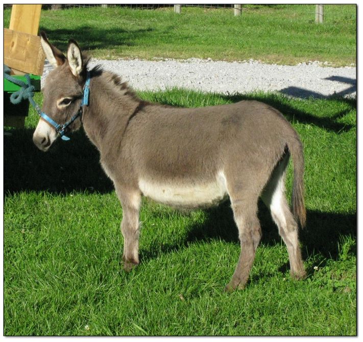 stuffed donkeys for sale