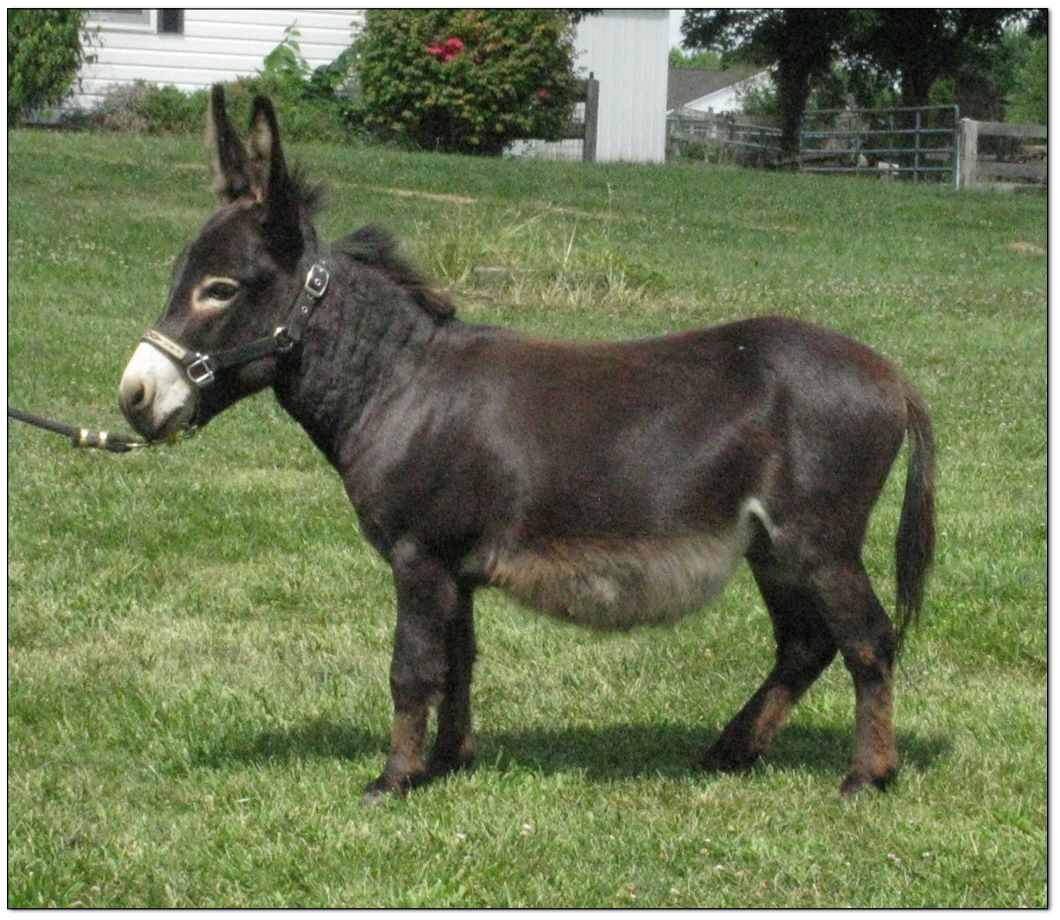 stuffed donkeys for sale