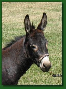 The Elms Rembrandt ~ Miniature Donkey Herd Sire