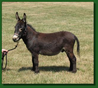 The Elms Rembrandt ~ Miniature Donkey Herd Sire