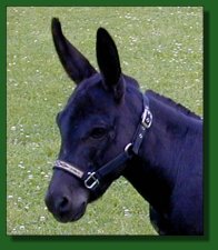 EA Dr. Chaboom - black miniature donkey herd sire