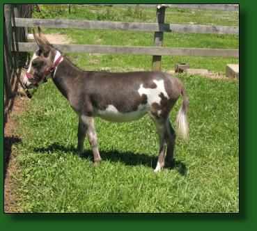 Click photo of miniature donkey to enlarge image