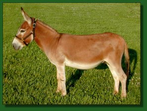 758's DiDi, dark sorrel/red miniature donkey herd sire