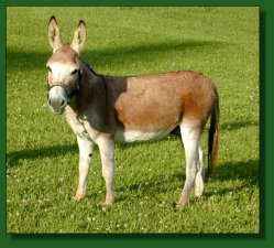 MGF Fiftyfire, sorrel miniature donkey jack 