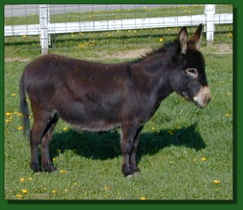 Click photo of miniature donkey to enlarge the  image