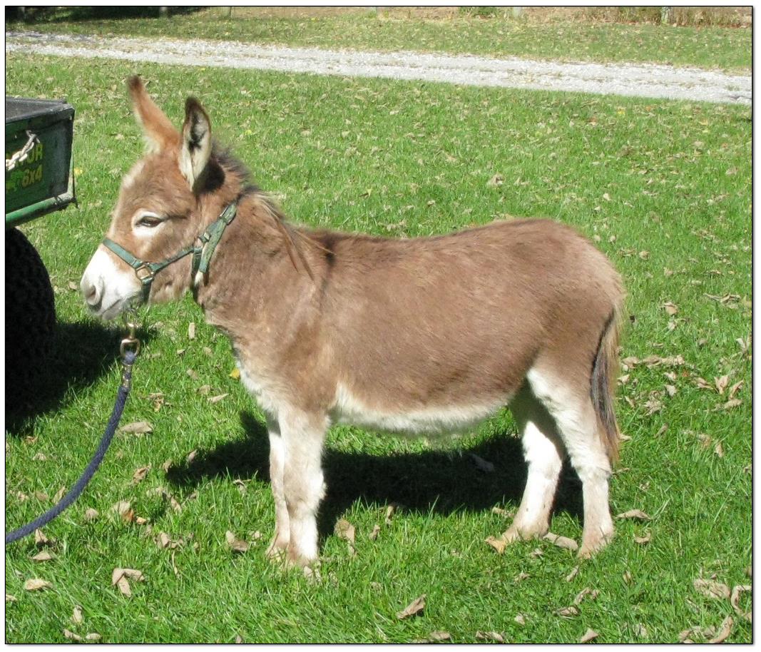 Miniature Donkeys for Sale at The Elms Miniature Donkey Farm