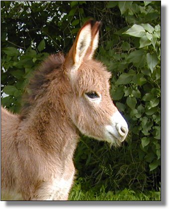 miniature donkey foals born before 2004 - miniature donkeys at The Elms ...