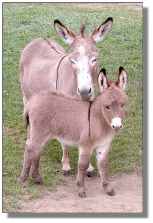 Miniature donkey foals of 2004- miniature donkeys at The Elms Farm